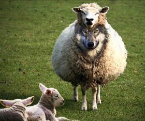 A Wold in Sheep's Clothing